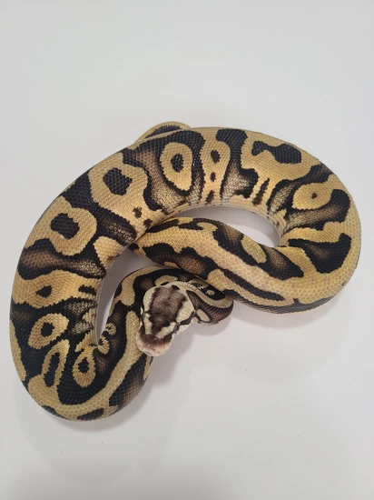 Leo Lesser Ball Python 1.1 Pastel Leo Lesser Gstripe/Clown Project Ball Python by Spoonman ...