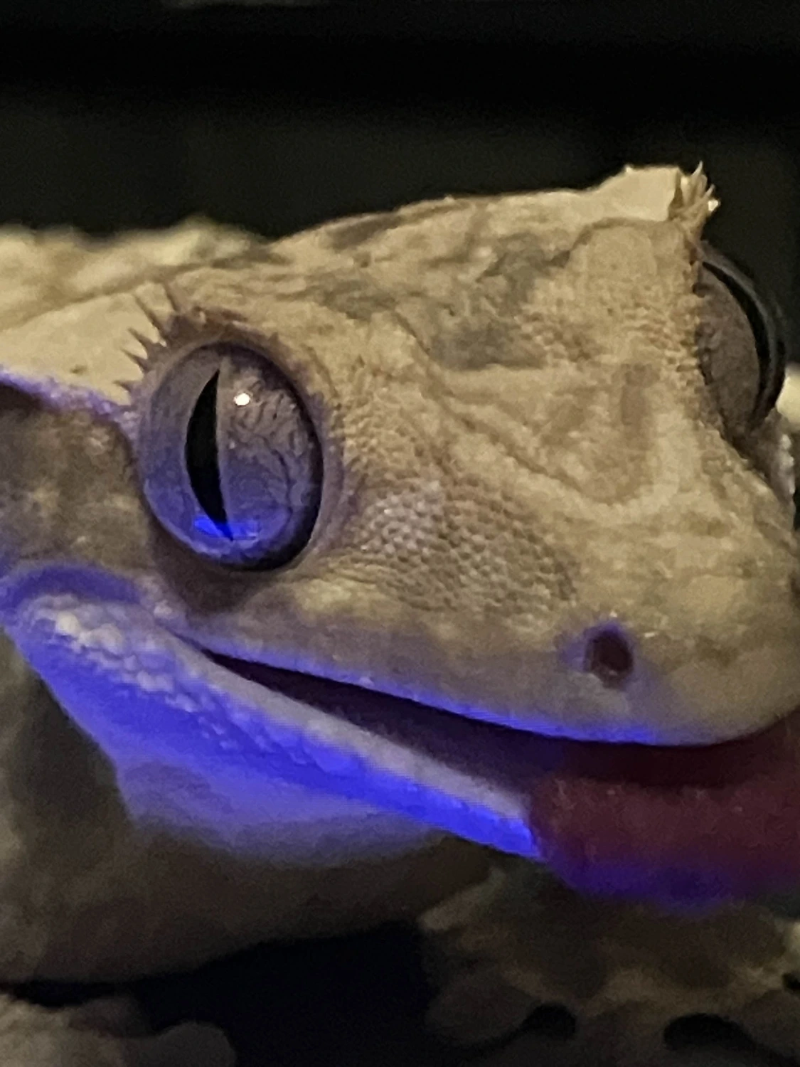 Spring Geckos's Collection - MorphMarket