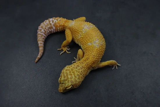 Tremper Sunglow Leopard Gecko by Spring Hill Geckos