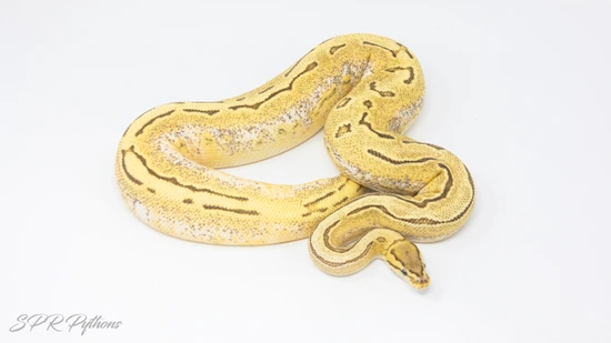 Odyb Enchi Pinstripe Calico Yb Fire Dh Ultramel Pied Ball Python by ...