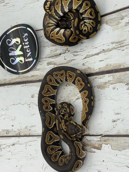 Blackhead Het Candy Ball Python by Srs Exotics