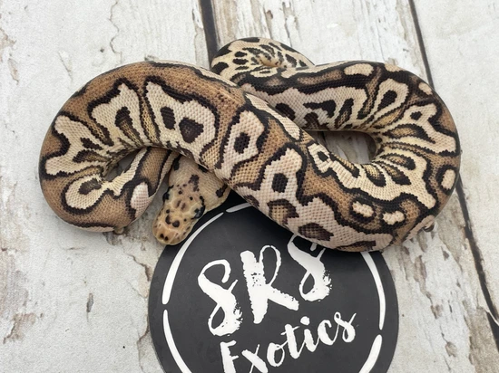 Pompeii Python Cinnamon Fire Pompeii Ball Python by Srs Exotics
