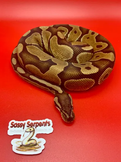 Saffon Ball Python Saffron Ball Python by Sassy Serpents