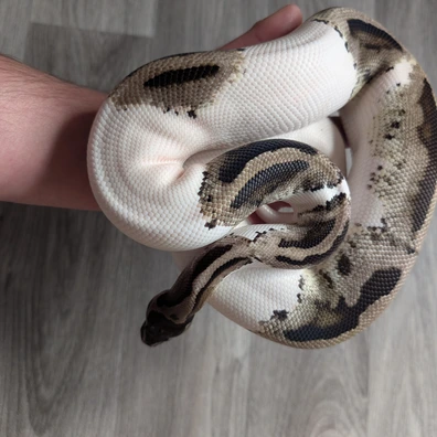 Mj Axanthic Pied Ball Python - male for sale from I & C Morphs