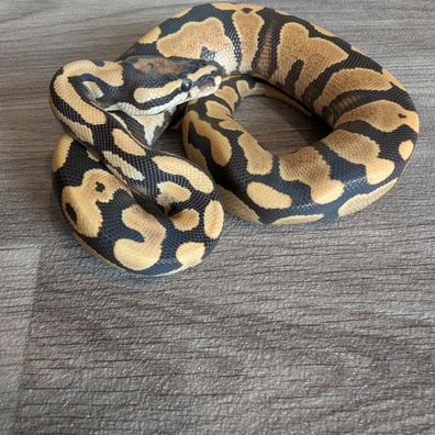 Yellow Belly Desert Ghost Het Pied Ball Python - female for sale from I & C Morphs