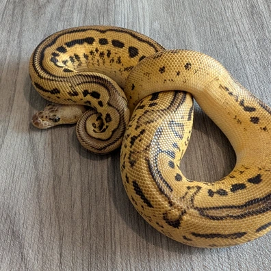 Pastel Leopard Yellow Belly Genex Clown Het Pied Ball Python - male for sale from I & C Morphs
