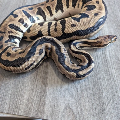 Spotnose Leopard Het Clown Ball Python - female for sale from I & C Morphs