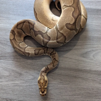 Enchi Clown Ball Python - male for sale from I & C Morphs