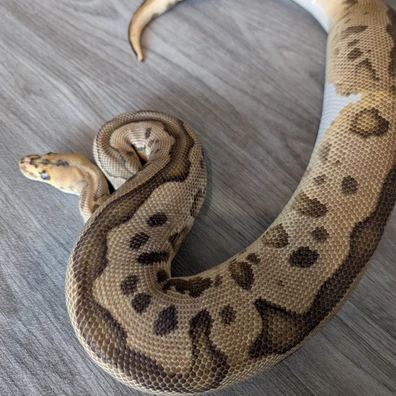 Leopard Yellow Belly Clown Het Pied Ball Python - female for sale from I & C Morphs