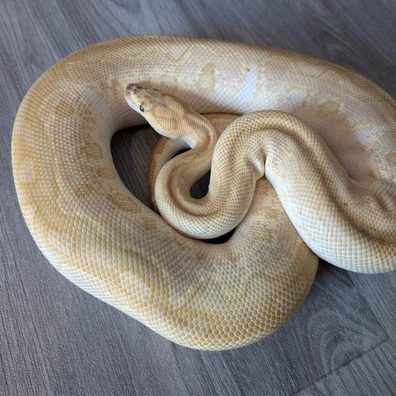 Lesser Clown Ball Python - female for sale from I & C Morphs