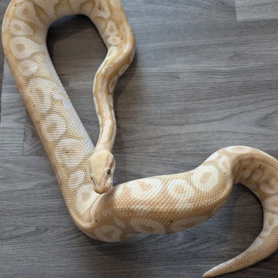 Banana Pastel Mojave Ball Python - male for sale from I & C Morphs