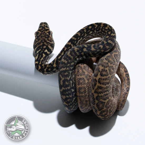 Zebra Het Albino Other Carpet Python by StarPythons