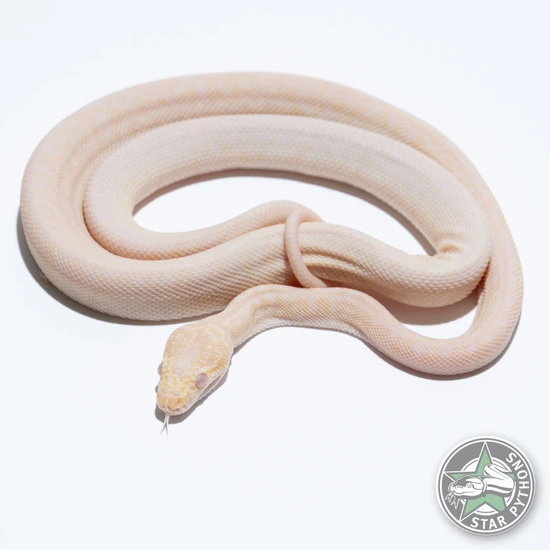 Snow Granite Other Carpet Python by StarPythons
