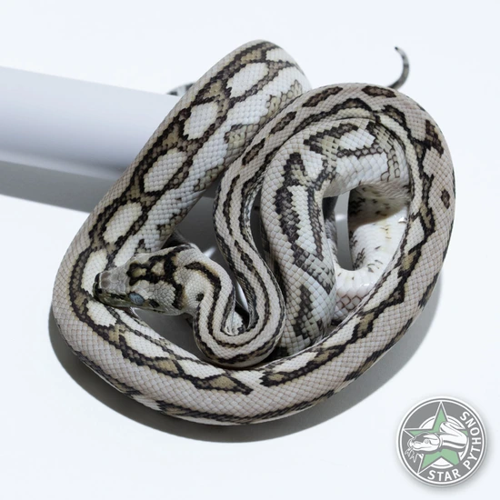 Caramel Axanthic Tiger Jaguar (Pure Coastal) Coastal Carpet Python by ...