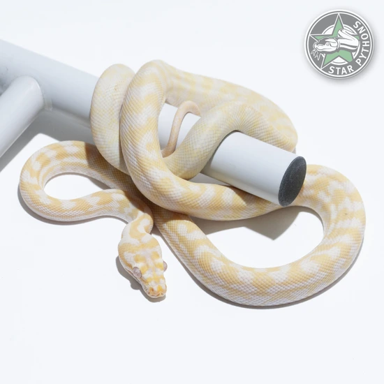 Snow Other Carpet Python by StarPythons