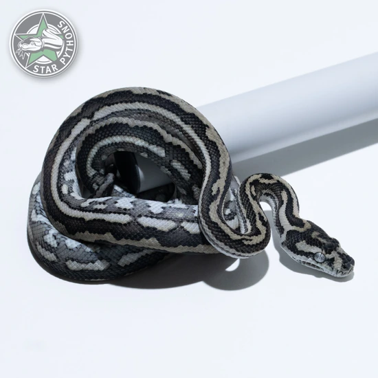 Axanthic Tiger Other Carpet Python by StarPythons