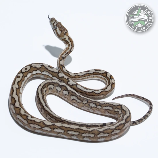 Caramel Tiger Het Axanthic (Pure Coastal) Coastal Carpet Python by ...