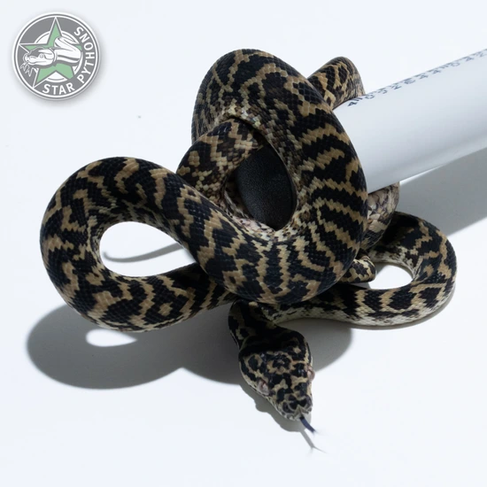 Zebra Het Albino Other Carpet Python by StarPythons