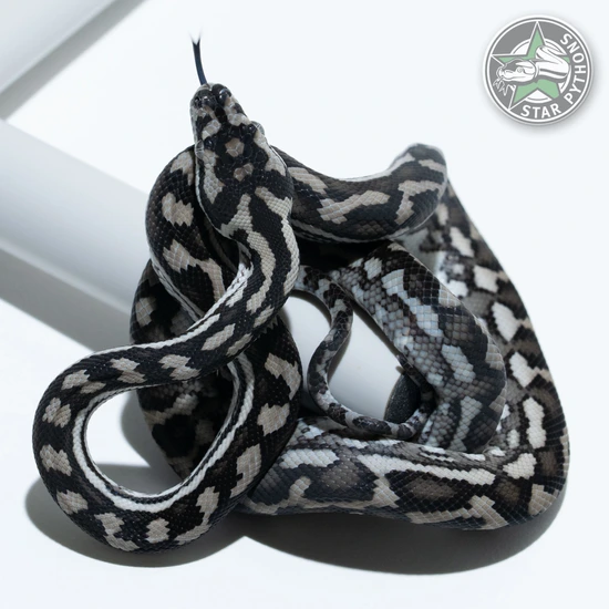 Axanthic Other Carpet Python by StarPythons