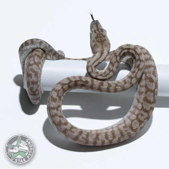 Ghost Zebra Jaguar Other Carpet Python by StarPythons