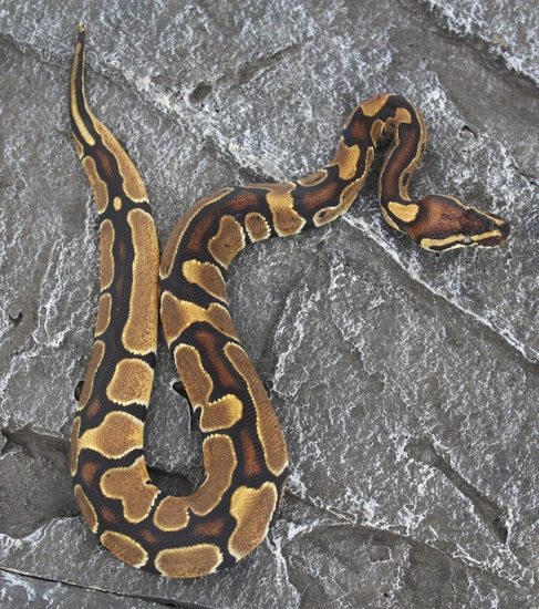 Normal Partho Ball Python by Cold Blooded Canyon