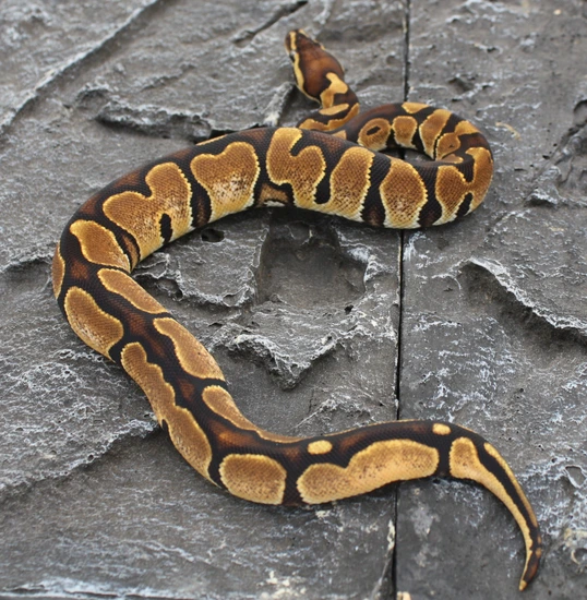 Normal Partho Ball Python by Cold Blooded Canyon