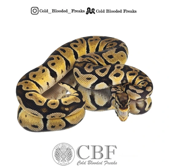 *Breeder Sized*Pastel 100% Het Desert Ghost Ball Python by Cold Blooded ...