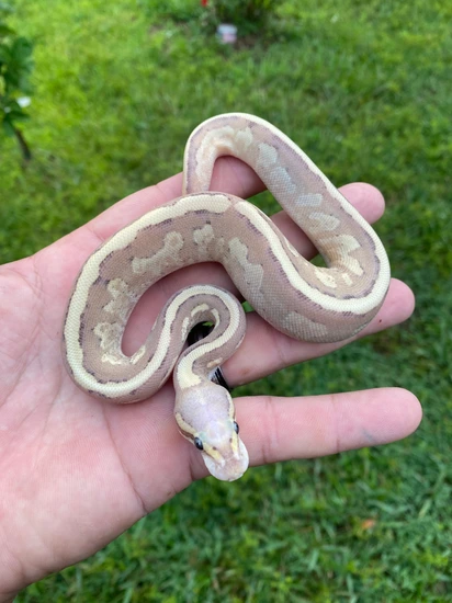 Pastel Fire Vanilla Acid Ball Python by A and J Exotics Ball pythons