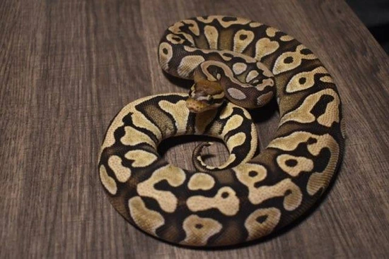 Scaleless Head Mojave 50% Het Vpi/hypo Ball Python by Lone Wolf Serpents