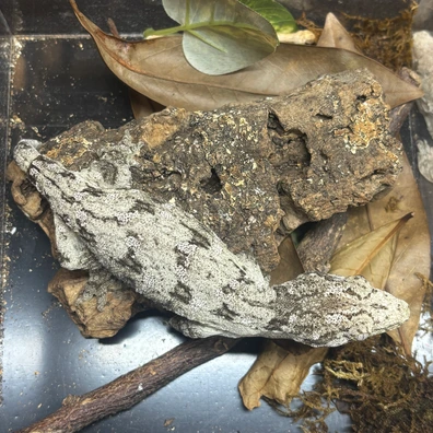 High Contrast Moro - Incubated As Male - Leachianus Gecko For Sale