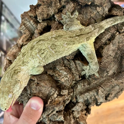 Female Moro - 2024 - Striped Back - Leachianus Gecko For Sale