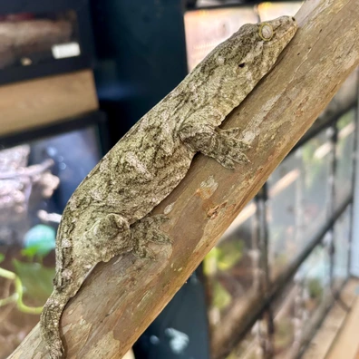 NPV Probable Female Moro - Leachianus Gecko For Sale