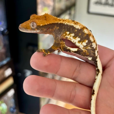 Male Tiger-Striped Lily White - Crested Gecko For Sale