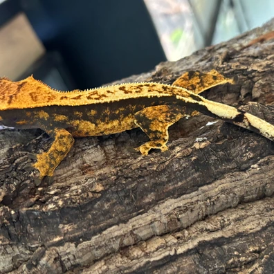 High Contrast Harlequin - Crested Gecko For Sale