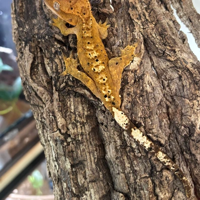 Inkspot Dalmatian - Crested Gecko For Sale