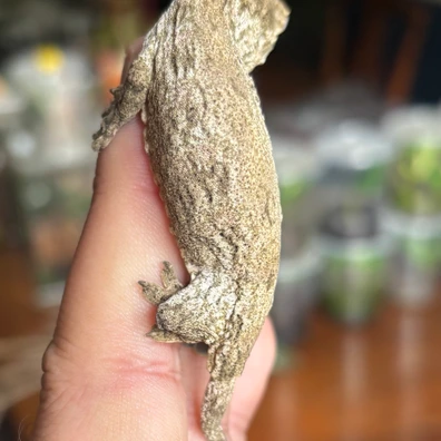 Granite-like Moro - Leachianus Gecko For Sale