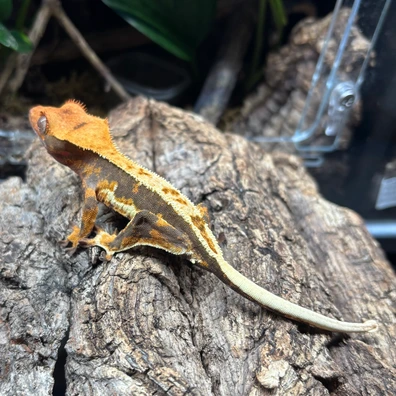 Red Tricolor Lily White - Crested Gecko For Sale