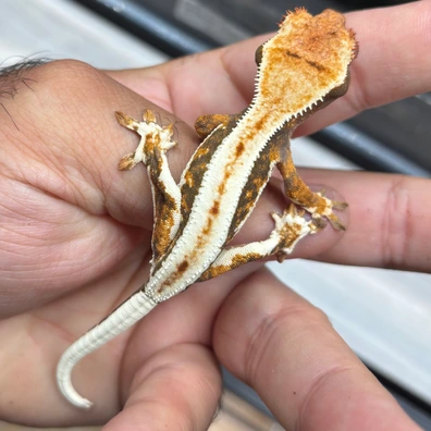 Stunning Lily White - Crested Gecko For Sale