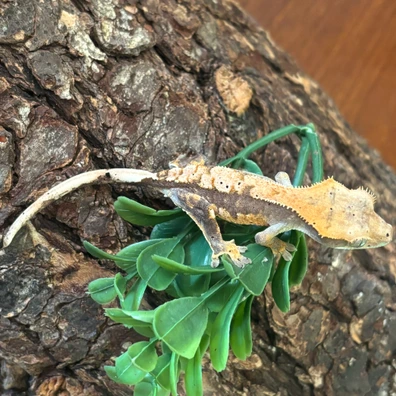 Hypo-like Dalmatian Harlequin - Crested Gecko For Sale