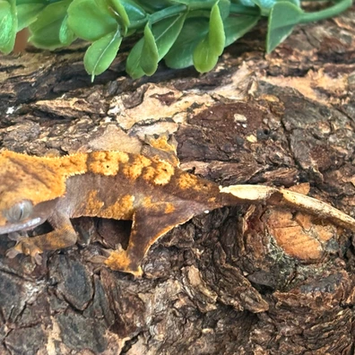 Low Expression Harlequin Dalmatian - Crested Gecko For Sale