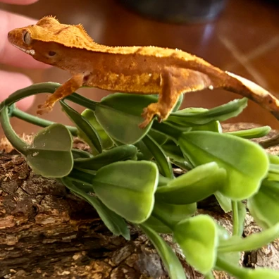 Should Develop Dark! - Crested Gecko For Sale