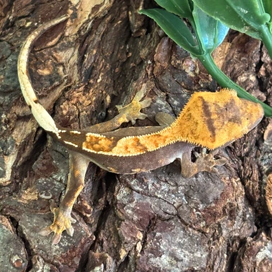 Neon Contrast - Crested Gecko For Sale