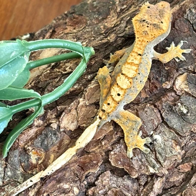 Light Banded Super Dalmatian - Crested Gecko For Sale