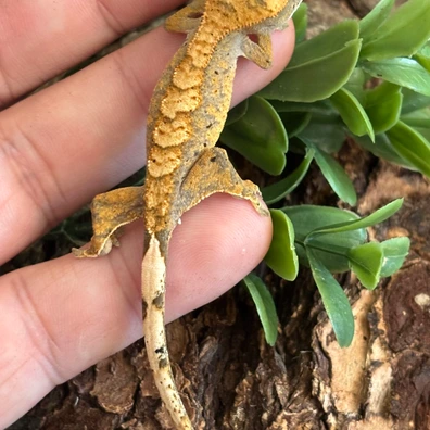 Banded Dalmatian - Crested Gecko For Sale