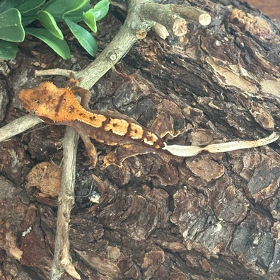 High Color - High Pattern Red - Crested Gecko For Sale