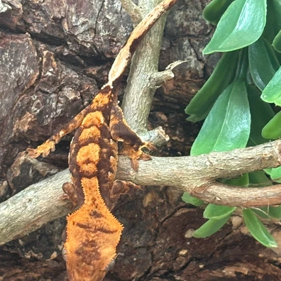 Red Banded Harlequin - Crested Gecko For Sale
