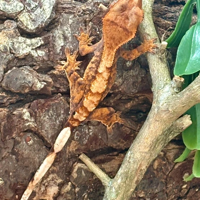Nice Reds - Crested Gecko For Sale
