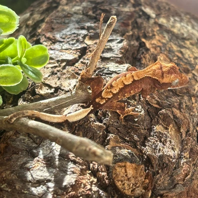 Baby Red - Crested Gecko For Sale