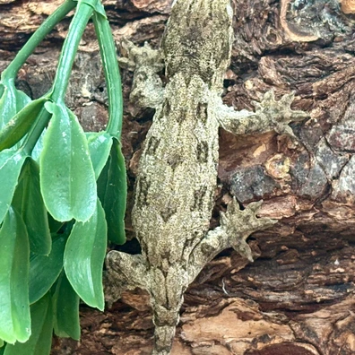 Baby Moro - Incubated Male (A) - Leachianus Gecko For Sale
