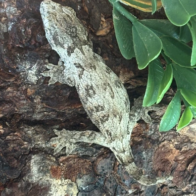Baby Moro - Incubated Male (B) - Leachianus Gecko For Sale